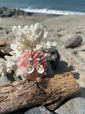 Cockle de Pearl